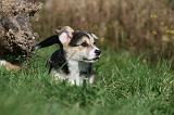CORGI PEMBROKE 1046